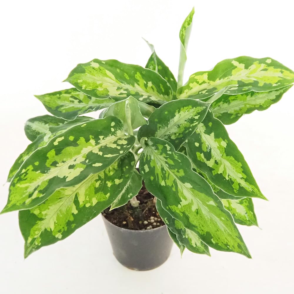 Aglaonema pictum tricolor 観葉植物 アグラオネマ・ピクタム・トリカラーを常湿常温で6年育ててみた