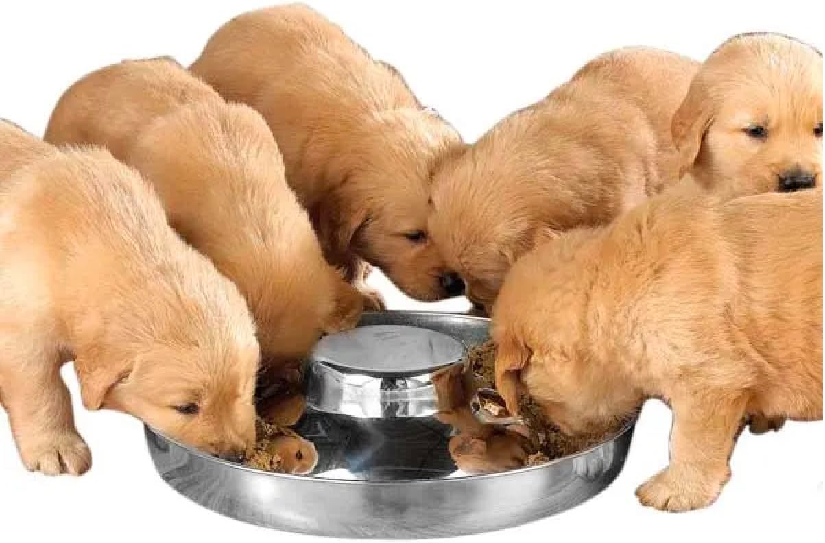 25 Dish Stainless Steel Puppy Dog Cat Slow Feeder Litter Weaning Bowl Bulk Pack (14.5 Inch - 100 oz)
