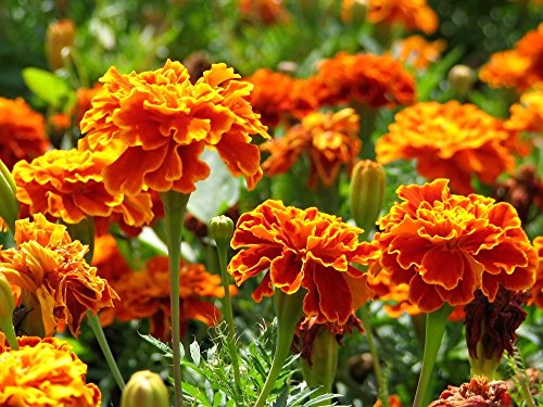 Semi di Marigold Bolero - Tagetes patula nana