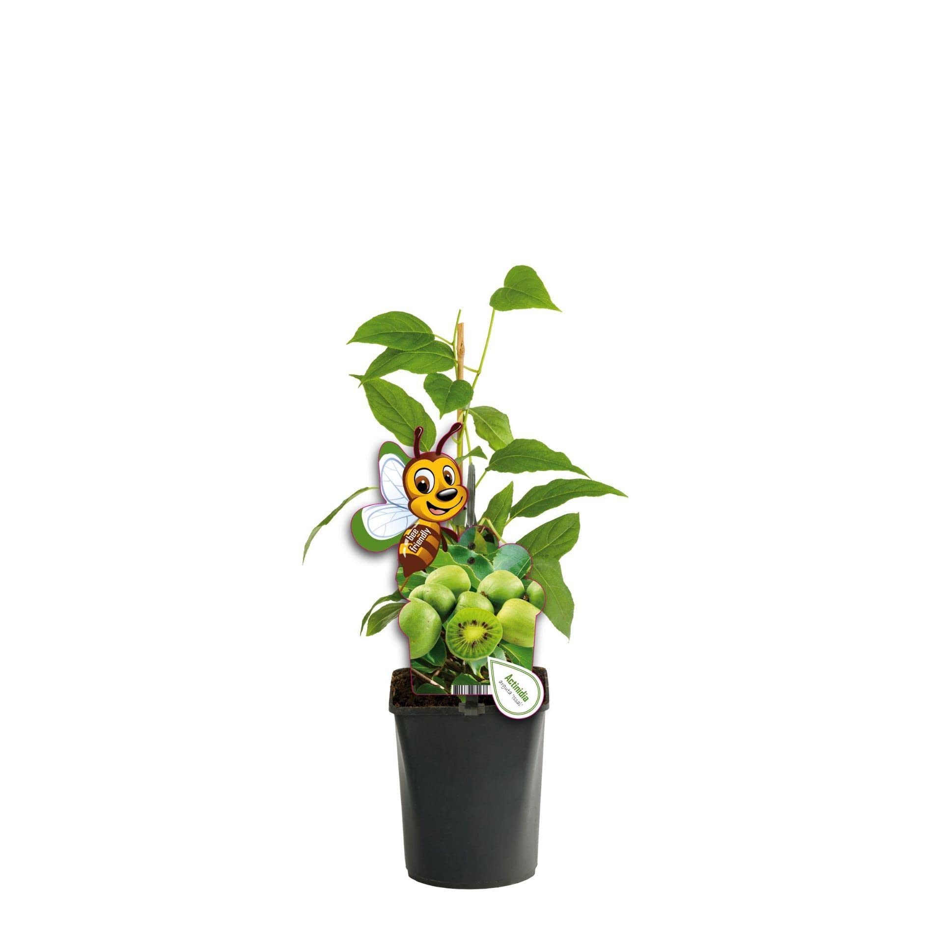 Planta De Kiwi Autofértil - Árbol Frutal Natural Y Resistente, Fácil De Cuidar, Ideal Para Jardín O Maceta