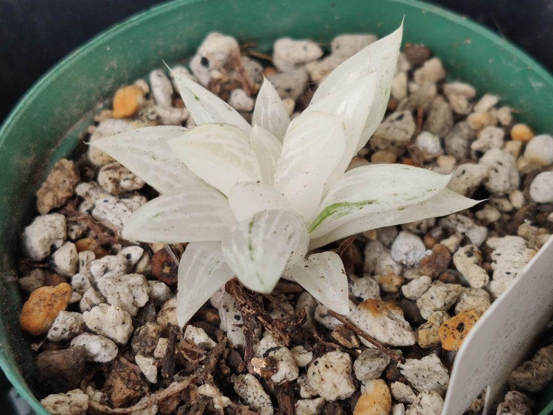 Amazon.co.jp: 姫椿錦 ハオルチア 多肉植物 抜き苗発送 : ホビー