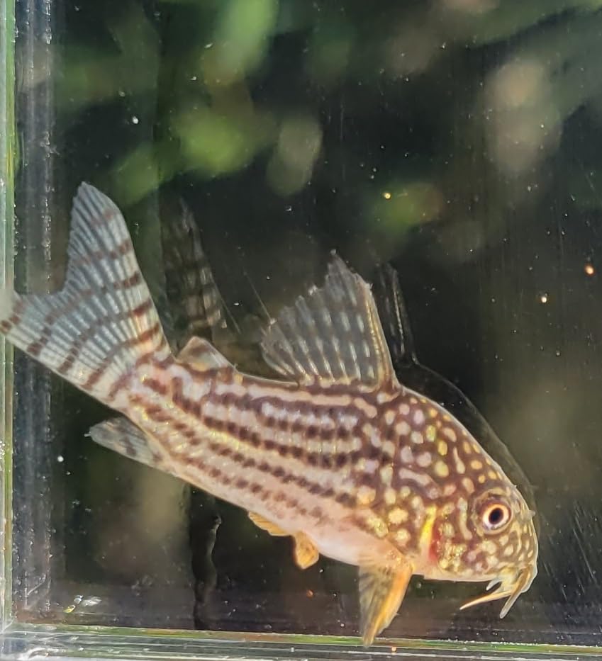 Quinn's Fins Sterbai Cory - Corydoras sterbai - Aquarium Fish - Gray Neoprene & Rubber Swim Fin - Pull-On Fins - Swimming & Scuba Diving