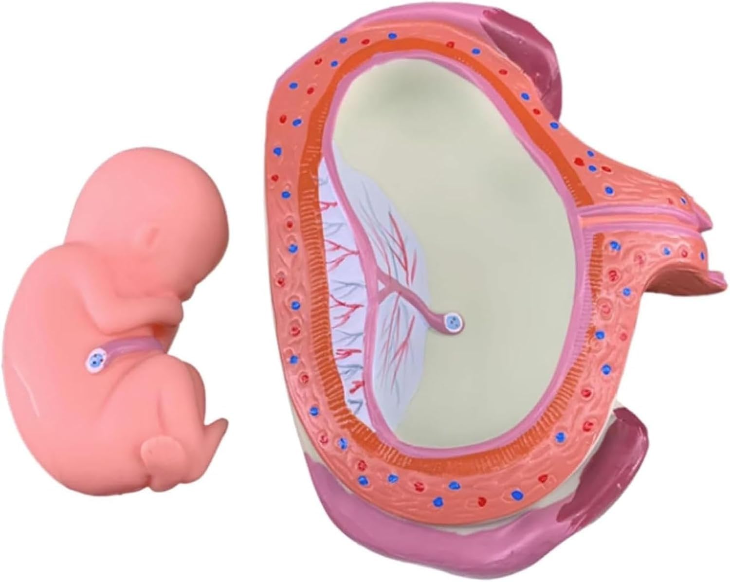 Modello di sviluppo fetale umano, modelli di anatomia 1:1 per l'educazione, serie di laboratorio embrionale, set di 8 strumenti educativi anatomici per scuola e studio
