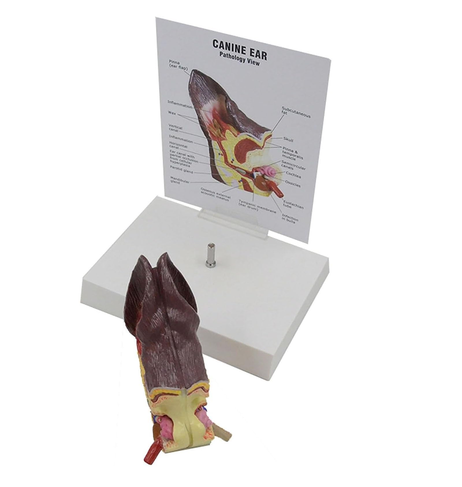 Modelo de oreja canina, modelo anatómico de oreja de perro, lesión en la oreja de perro, modelo anatómico animal for anatomía y fisiología canina, material de exhibición didáctica, equipo veterinario