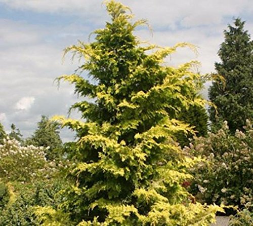 Crippsii Golden Hinoki Cypress - Starter Plant (5 M) (1 Live Plant) #TOP1