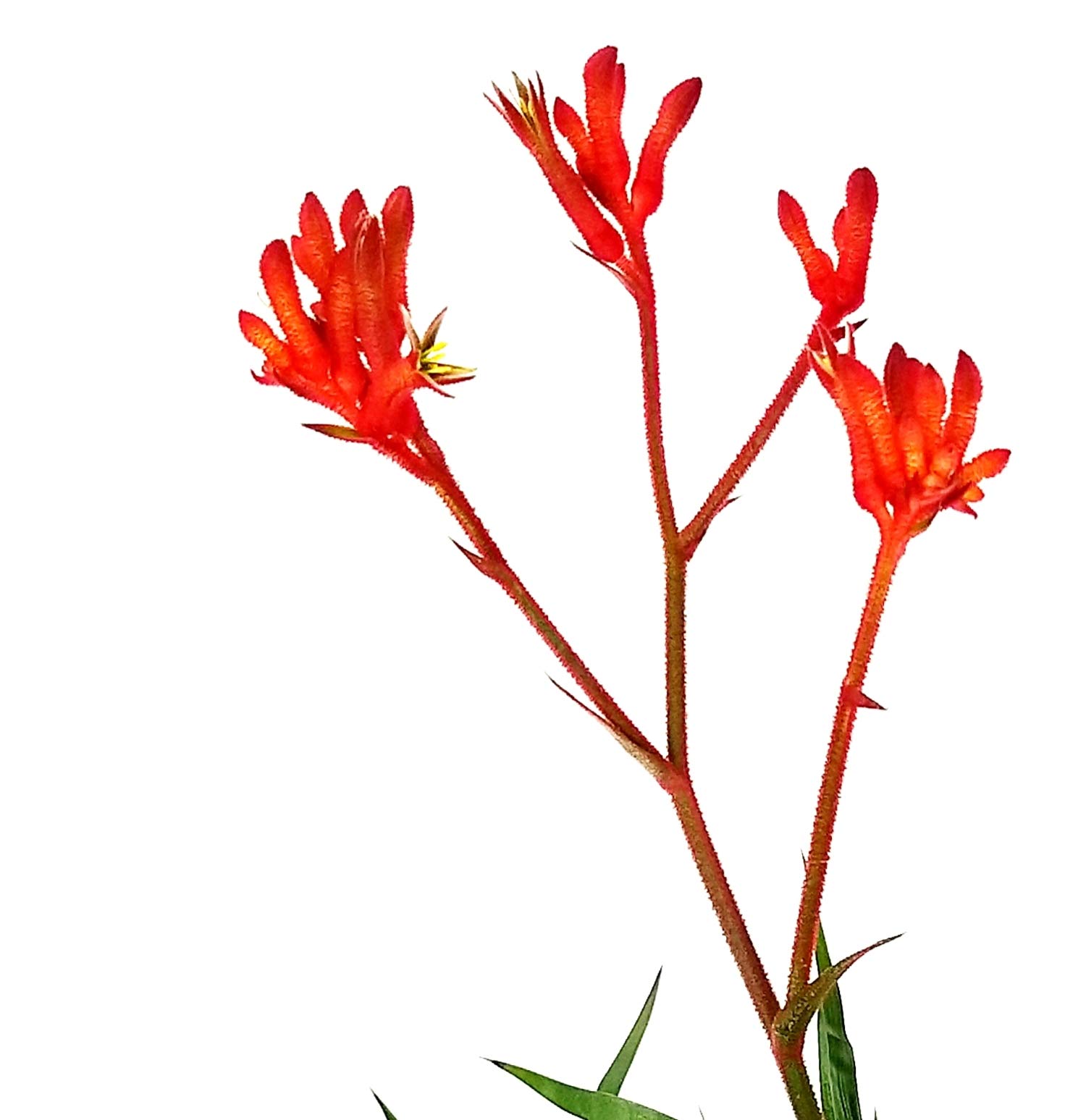 POWERS TO FLOWERS - ANIGOZANTHOS ROSSO, ZAMPE DI CANGURO, pianta vera