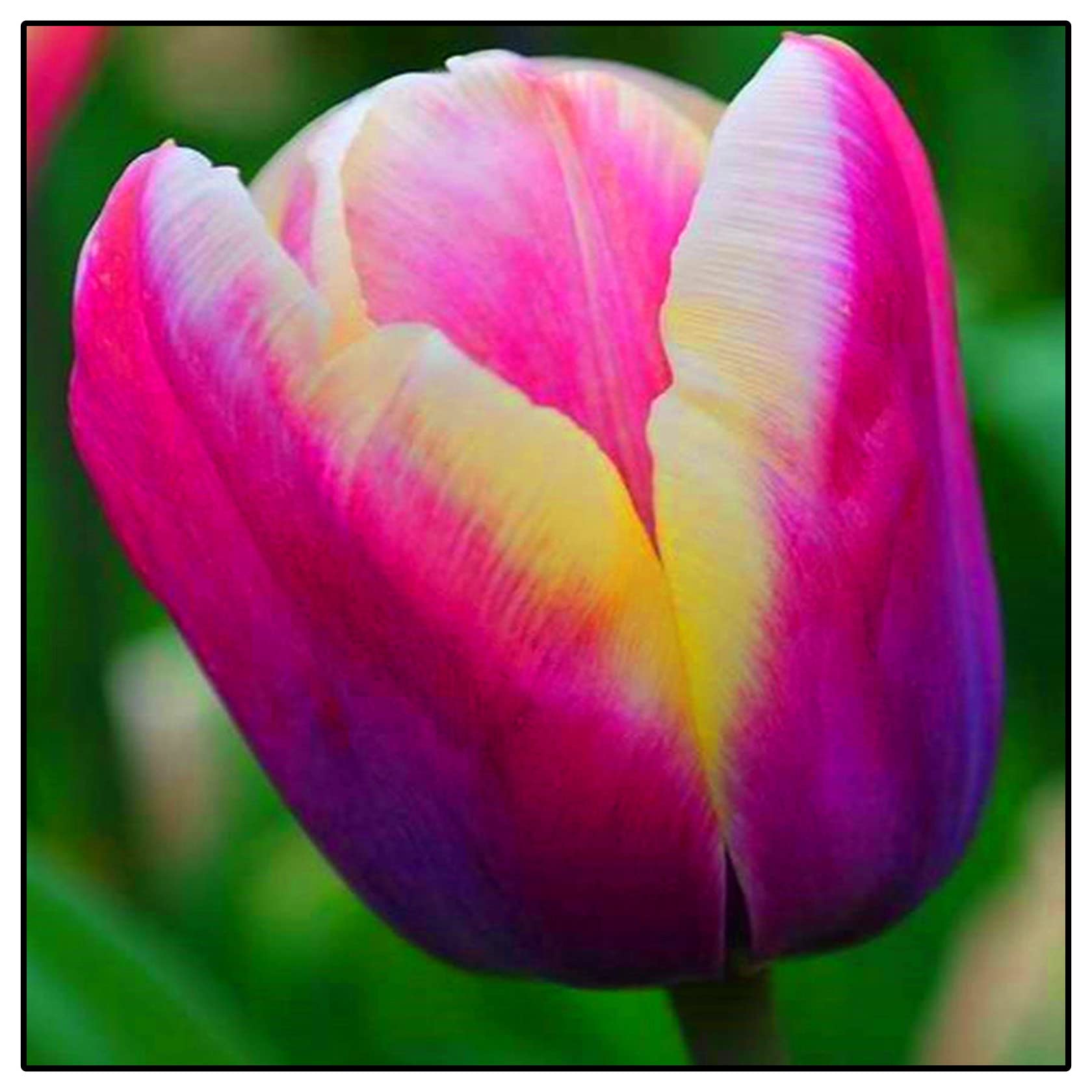 Tulipán Rizoma, Perfectas para Jardines, Tolera el frío.Hojas altas y grandes, Tulipán que no requieren pregerminación -25bulbos-B