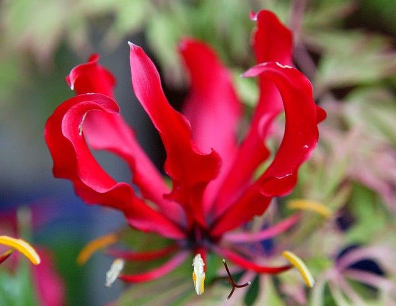 Live Green Gloriosa Lily Flower Bulbs Creeper - Pack of 10 Bulbs (Red)