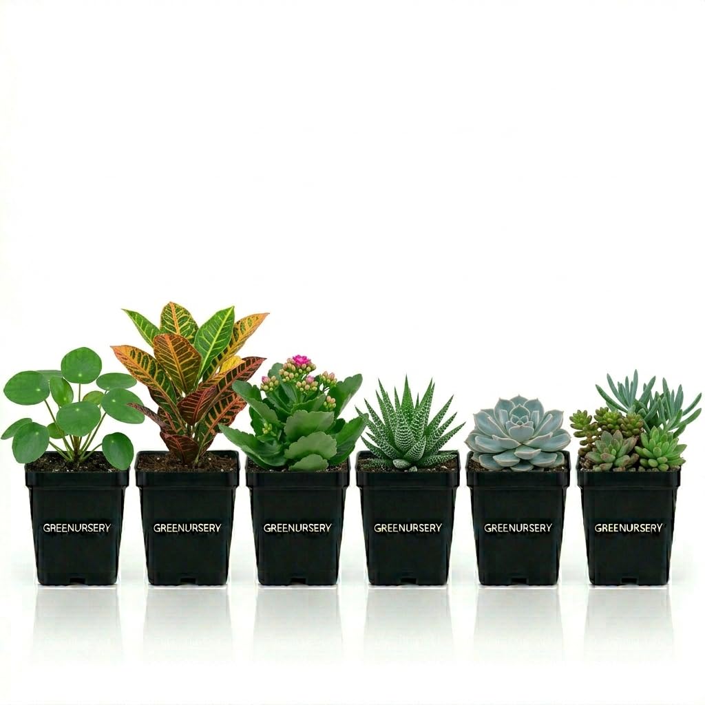 Live Combo of Pilea Peperomioides, Croton Petra, Kalanchoe, Haworthia, Echeveria, Succulent Mix Indoor Decorative Office Plants-image-11