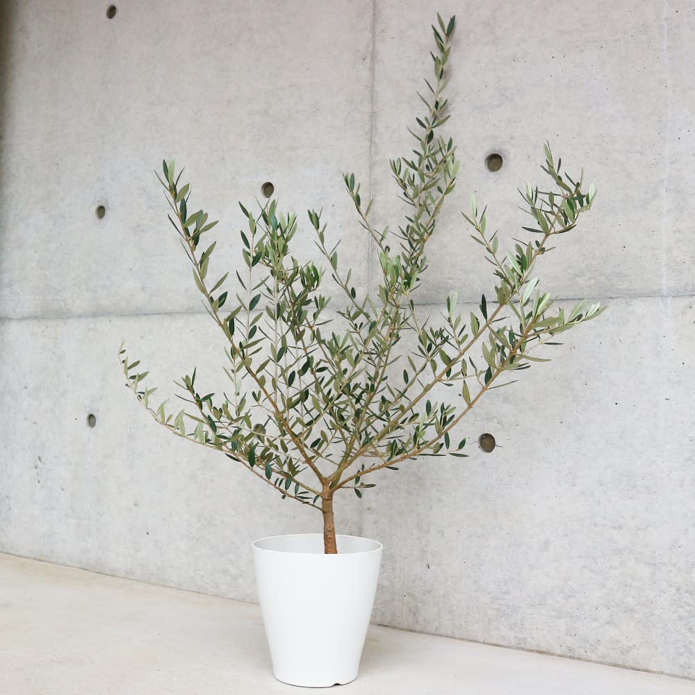 Amazon.co.jp: ITANSE オリーブの苗木 品種 ピクアル 6号白