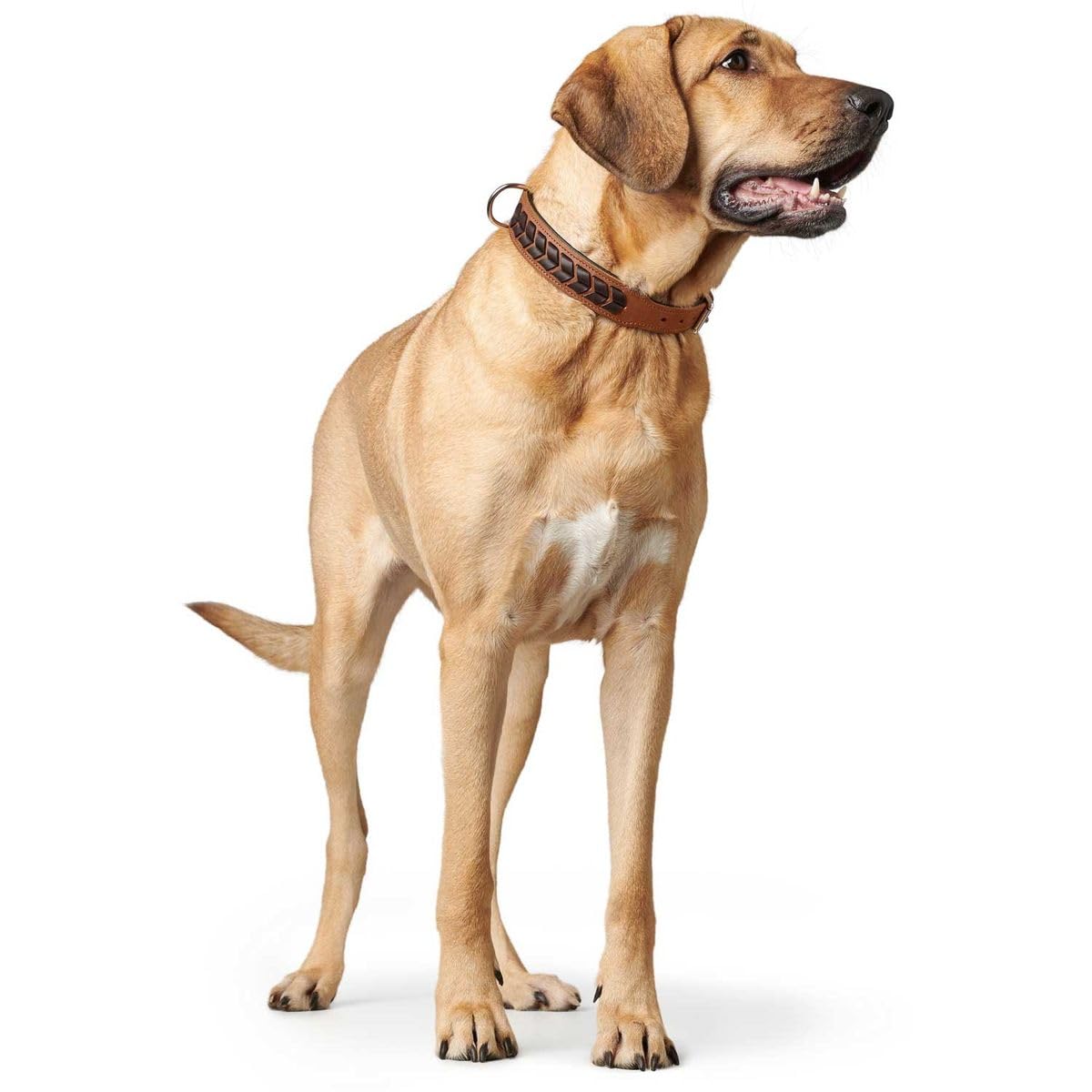 HUNTER 68556 - Collar EL Paso, 151 g