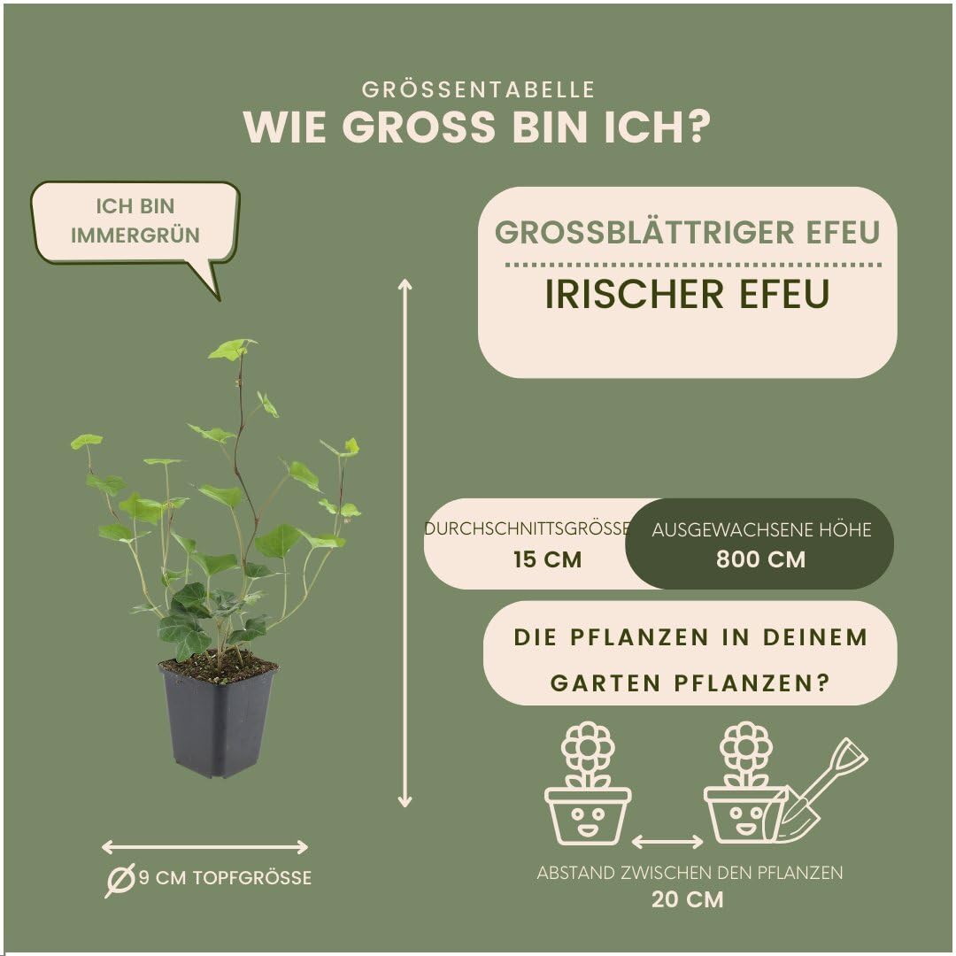 Plants by Frank | 6 Efeu Pflanzen | Hedera Hibernica | Kletterpflanzen Winterhart Mehrjährig | Irischer Efeu | Bodendecker | Kletterstrauch | Immergrün | Gartenpflanzen