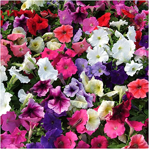 Petunia Frenzy Mixed Mini Plug Plants x 12 for Potting On by Growtanical