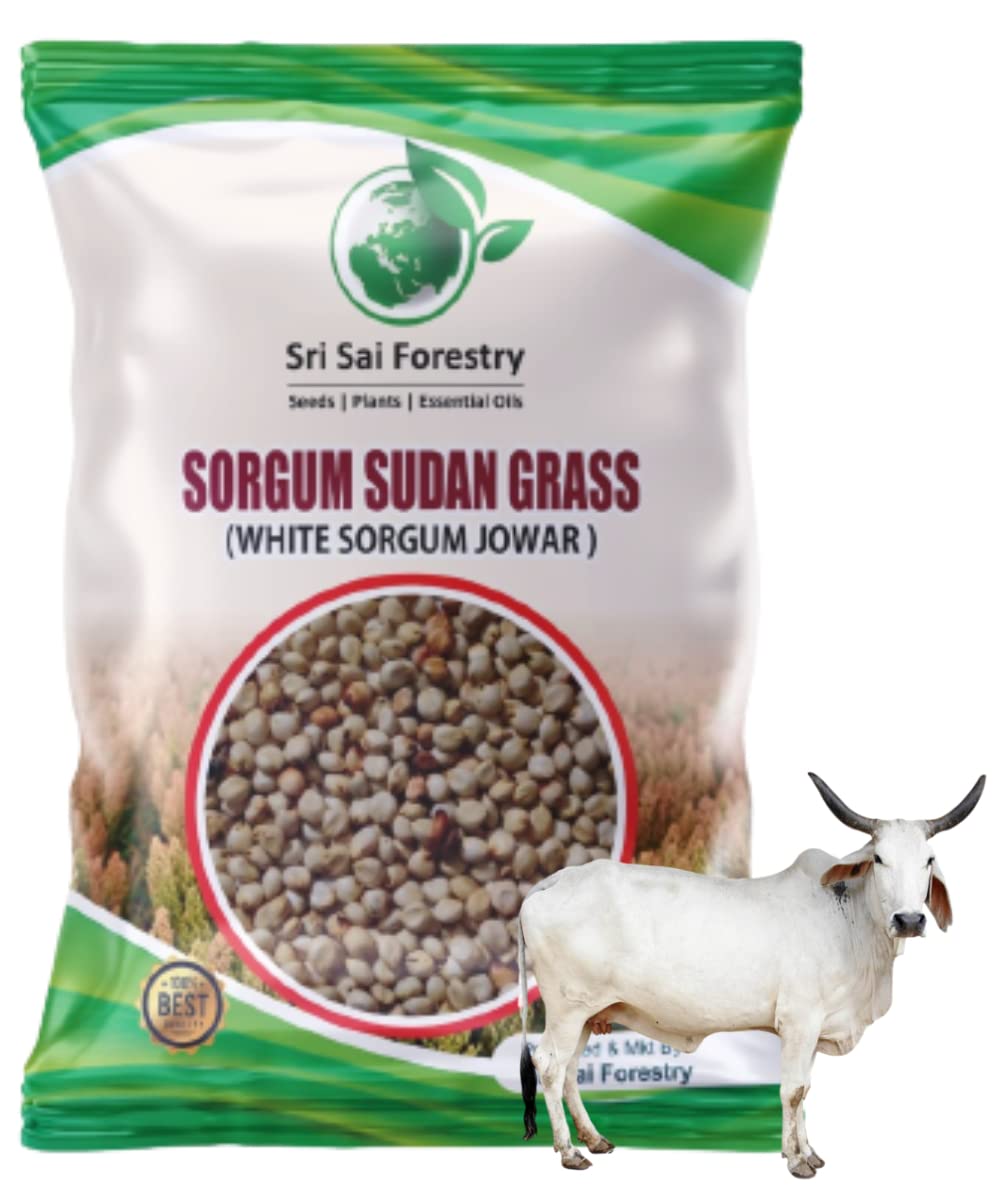 SRI SAI FORESTRY Sorghum Sudan Grass Multi Cut Fodder Seeds | White Sorgum Jower | Fast Growing Hybrid Grass Seed - 100 Gram (B0B367HSR4) Amazon Price History, Amazon Price Tracker