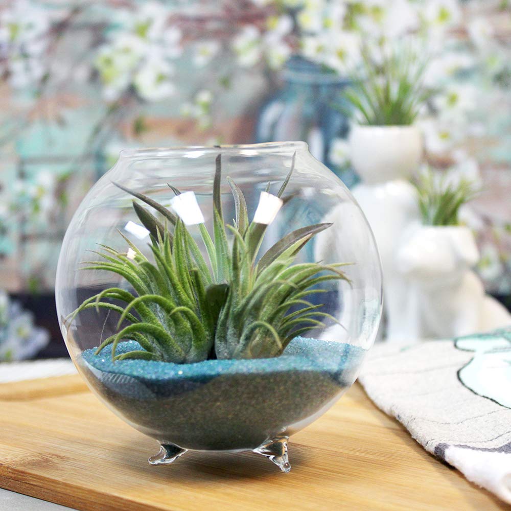 Amazon.com: Air Plant Terrarium Kit - 3 Live Tillandsia Air Plants