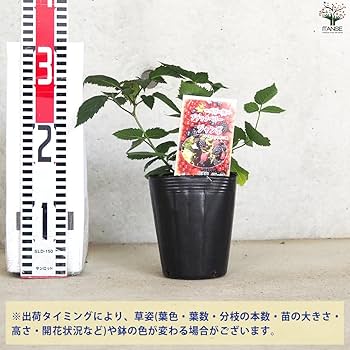 【ブラックベリーページ】