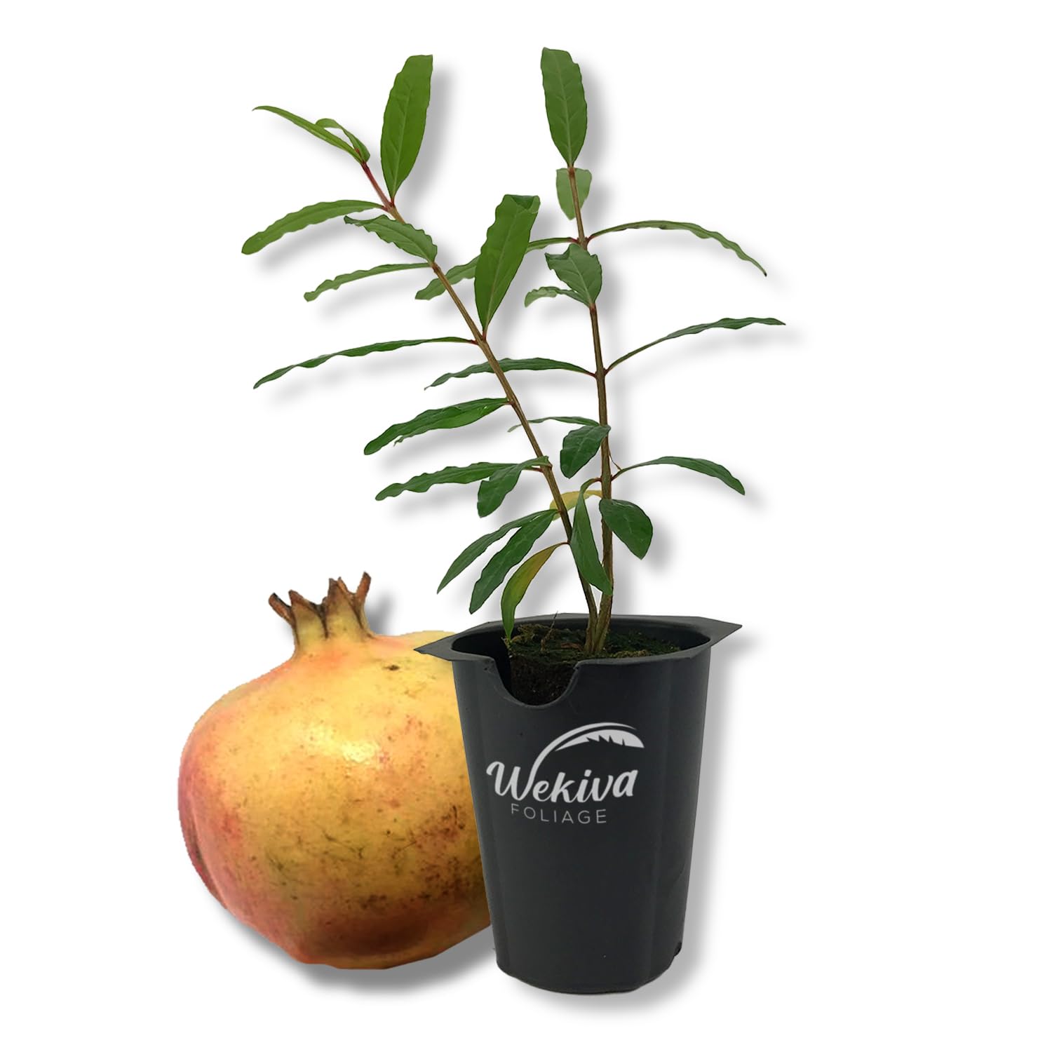 Amazon.com : Azadi Pomegranate Tree - 1 Live Starter Plant