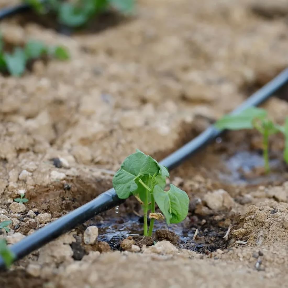 Tubería agrícola 16mm con goteros autocompensantes cada 30cm | tubería 400 mts | Tubería de riego por goteo