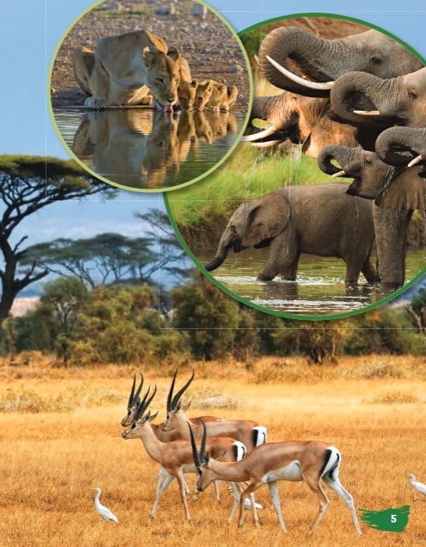 Los pastizales africanos (African Grasslands) (Spanish Version) (TIME FOR KIDS(r) Nonfiction Readers) (Spanish Edition) - Image 5