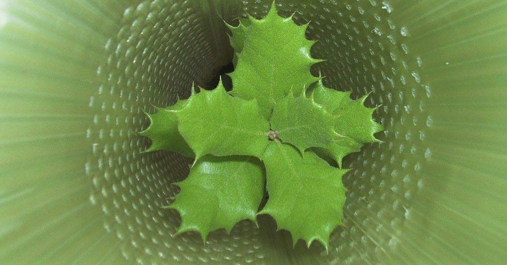 Todocultivo Protector de Árbol Perforado y Biselado. Pack de 20 Unidades de 100 cm de Altura