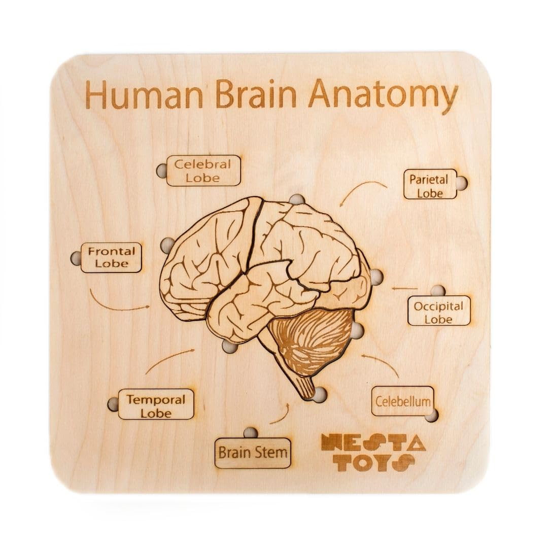 Amazon.com: NESTA TOYS - Brain Anatomy Puzzle for Kids (13 Pcs