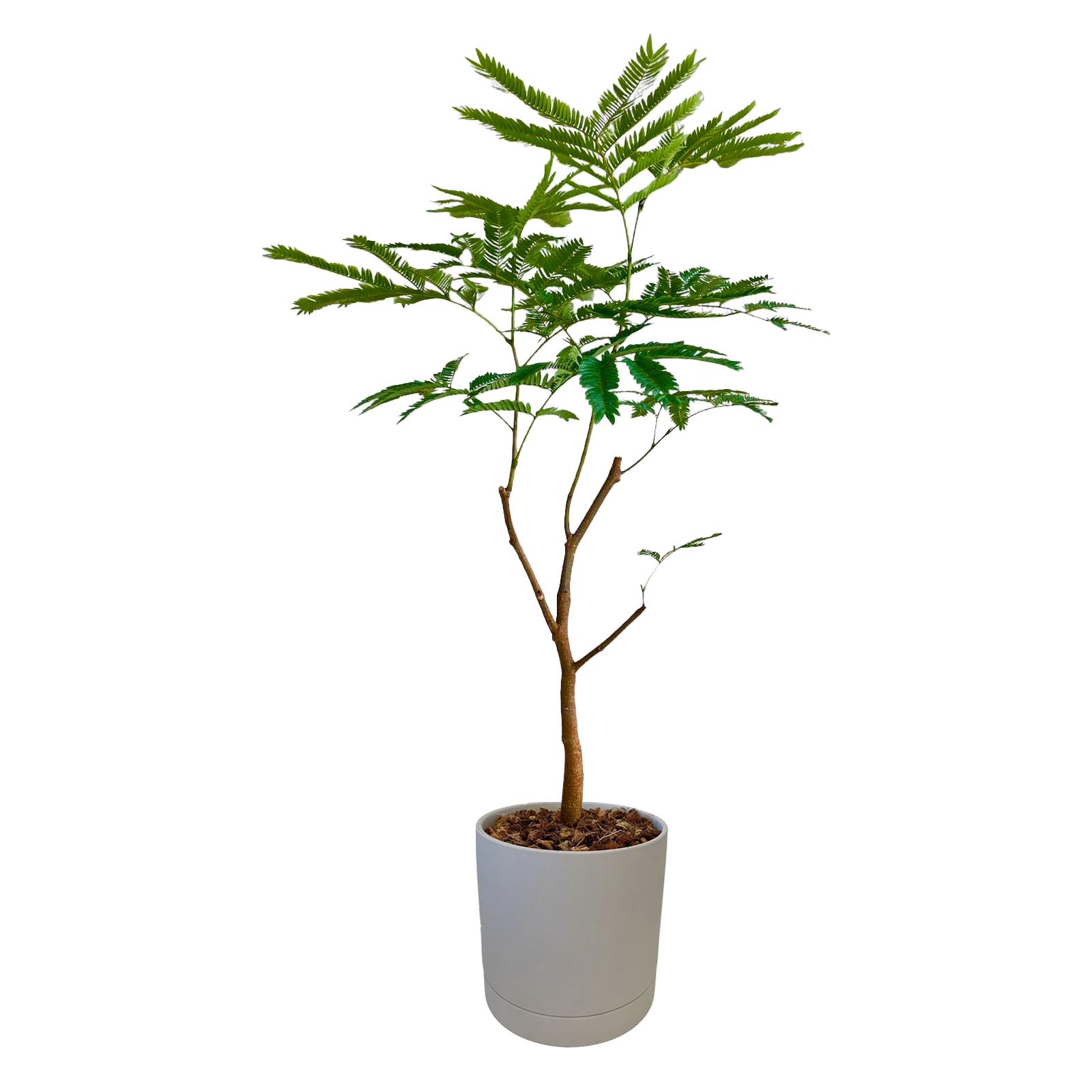 エバーフレッシュ　リビングサイズ　no5 エバーフレッシュ リビングサイズ no5