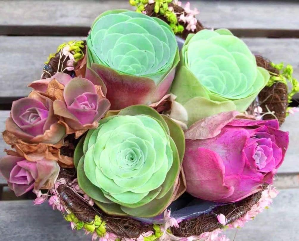 60 Seeds- Air Purifier Mix Cacti Succulent Flower Seeds For Planting, Grow Indoor/Outdoor Both (B0CCYXLHC3) Amazon Price History, Amazon Price Tracker
