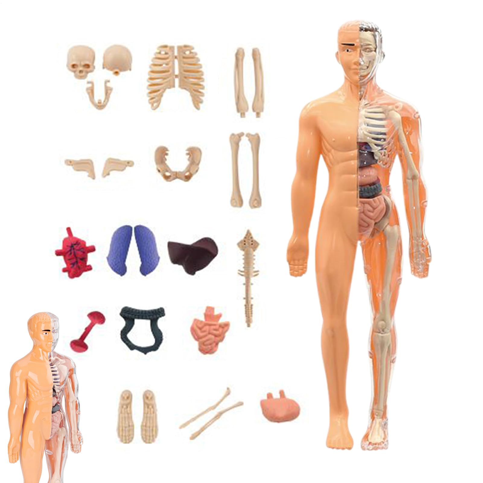 Amazon.co.jp: 子供向け人体モデル 3D,人体トルソー解剖学モデル