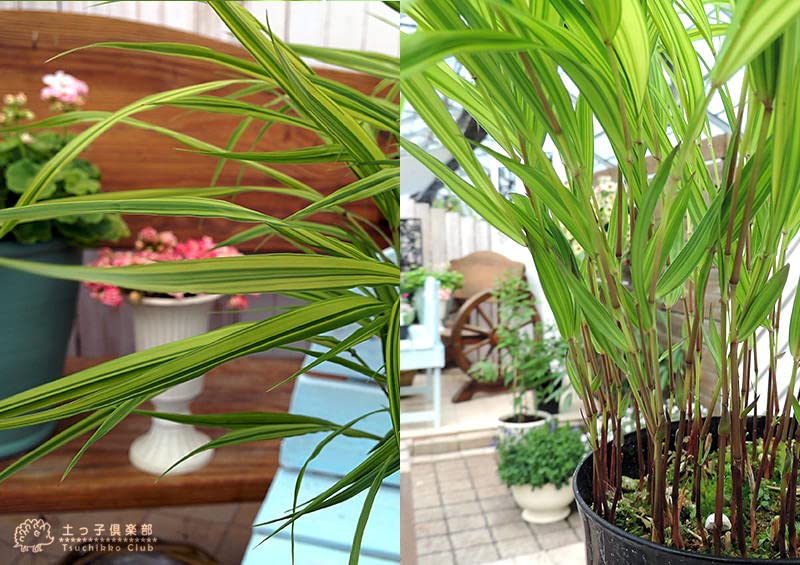 特大良品風知草❗フウチソウ36号鉢1鉢 特大良品風知草❗フウチソウ36号鉢1鉢