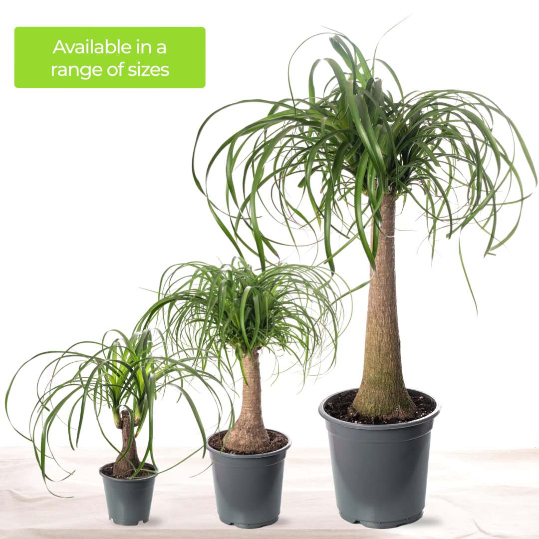 Gardener's Dream Elefantenfu Indoor Palme - Groe Zimmerpflanze, Tropisch,  Immergrne Zimmerpflanzen, Gro & echt, Pflanzen, Palmen-Pflanze fr ...