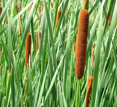 Cattail Plant Rhizomes for Growing - Not Seeds - Healthy Cat Tail Plant Rootstock - Great Aquatic Feature for Koi Pond, or Large Body of Water (3 Cattail Plants)