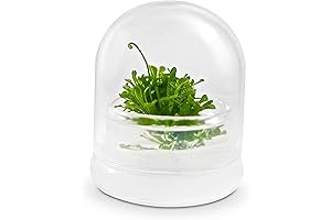Bloomify Tiny Terrarium: A Low-Maintenance Ecosystem for Home Decor