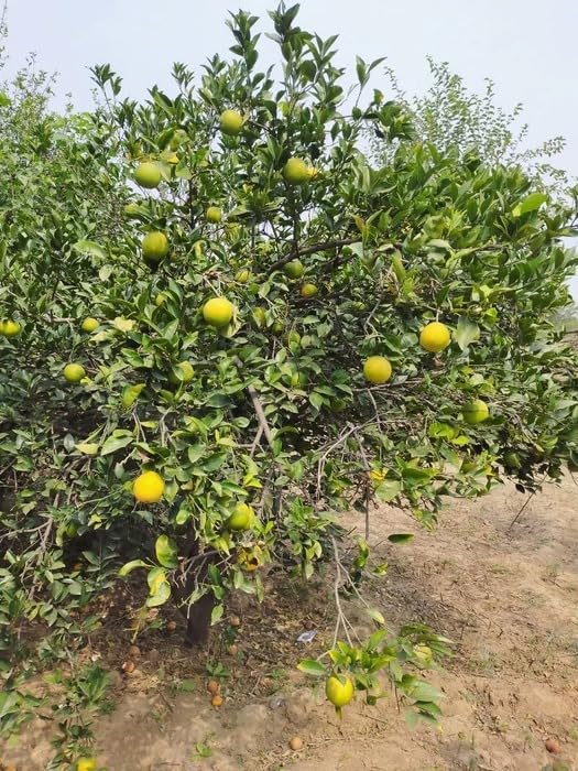 Image of Nimbu Kagzi Lemon Live Plant - All-Time Fruiting Grafted Variety Healthy Lemon Fruit Plant for Home Garden, Terrace & Balcony | High Yield Citrus Plant 1 Live Plant Without Pot