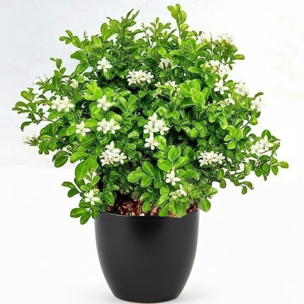 Rama & Shyama Tulsi Live Plants - 2 Pack Combo -9 Rama & Shyama Tulsi Live Plants - 2 Pack Combo -9