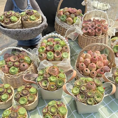 SukkulentenSamen, büropflanzen pflegeleichte zimmerpflanzen für sonnige plätze balkongewächshäuser nachhaltige produkte kräuterpflanzen alte sorten 85pcs