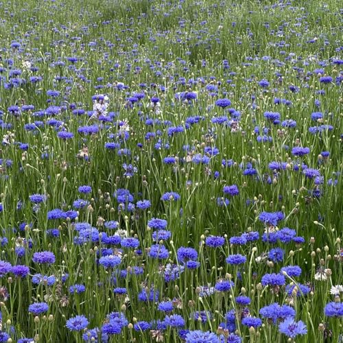 semi di fiordaliso, semina autunnale del to semi di estivi decorazione del soggiorno decorazione selvatici da balcone giardino roccioso 1000pcs