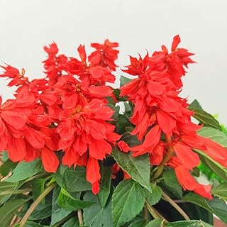 Scarlet Sage Red Plants Seeds 30pcs Organic Tropical Sage Salvia splendens Fresh Easy to Grow Herb Flower Plants Seeds for Planting Garden Yard Outdoor