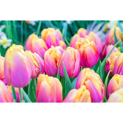10 Pink Passion Tulip Bulbs for Planting - Easy to Grow Fall Planting Flowers for Bright Spring Blooms