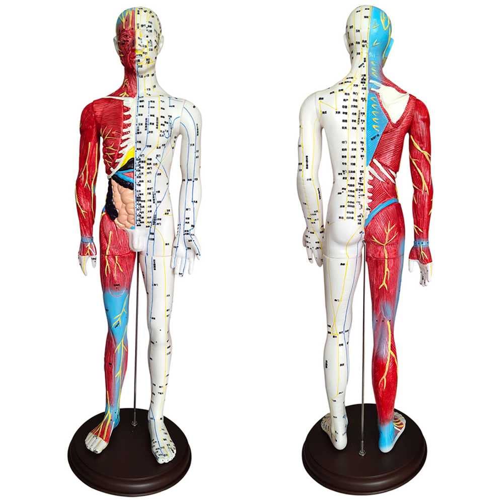 Modèle d'acupuncture 60 cm AMITD points d'anatomie méridiens pour communication docteur