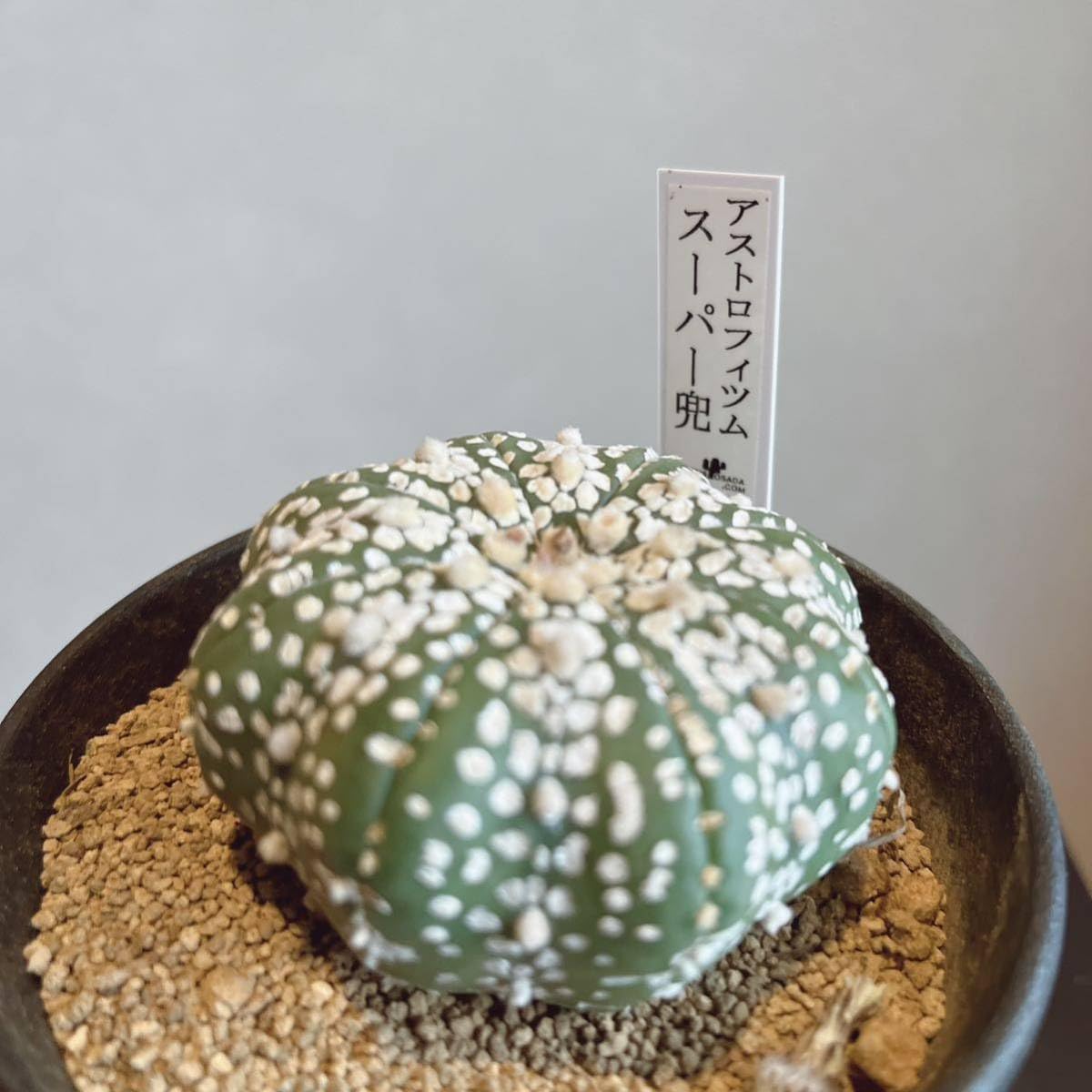 アストロフィツム・螺旋盤石　鉢付き アストロフィツム・螺旋盤石 鉢付き 観葉植物 アストロフィツム」の