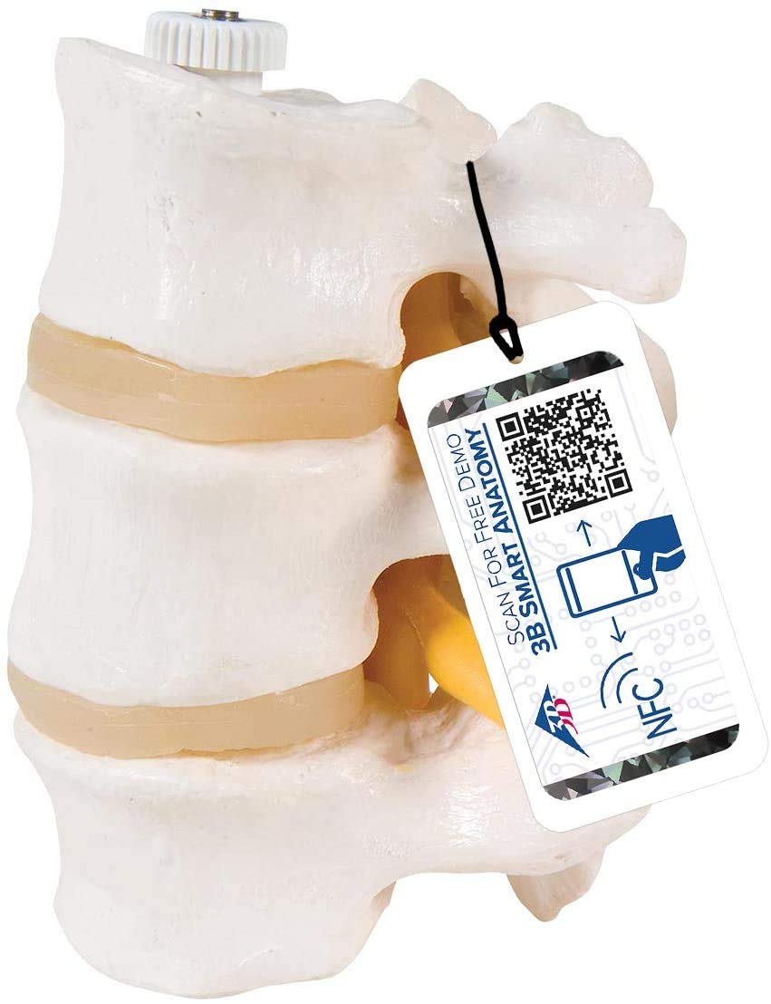 3B Scientific® Modèle de 3 Vertèbres Lombaires – Segment Vertébral Taille Réelle avec Disques Intervertébraux, Montage Flexible