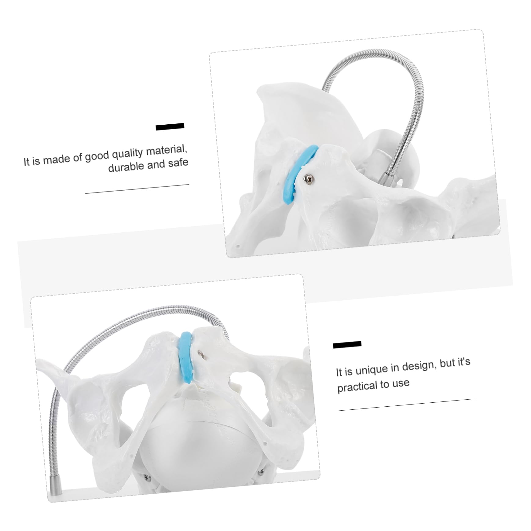 KICHOUSE 1pc Pelvis Head Display Model Pvc Midwifery Training Model Hip Bone Pelvic Model Female Female Pelvis Head Model