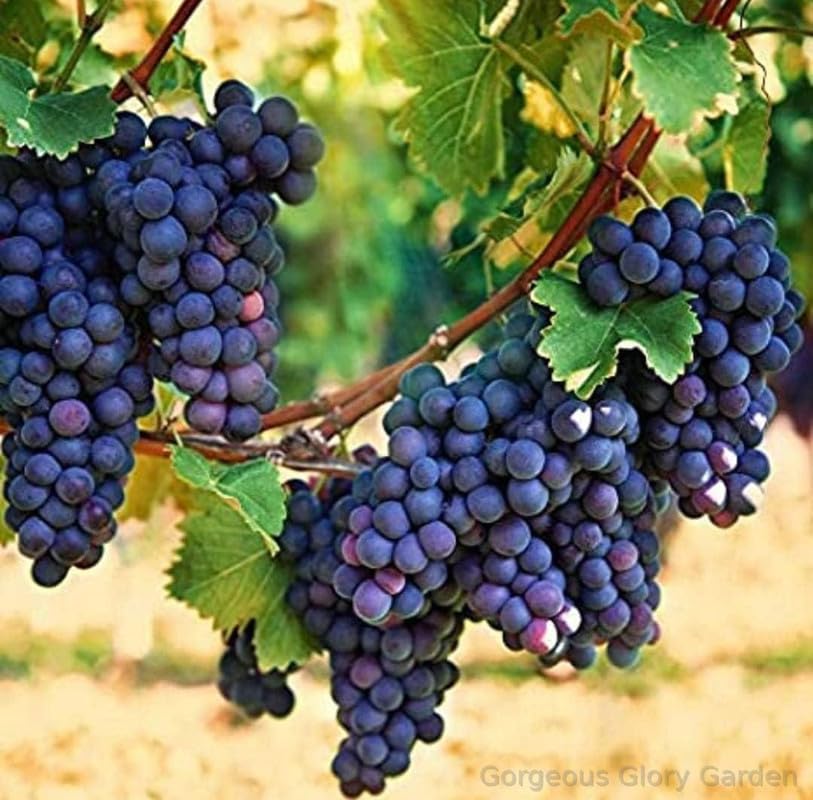 Gorgeous Glory Garden Live Grape Plant Moon drops Black Seedless Vine Grape Live Cutting Healthy Plant For Outdoor Wall And Garden Plant With Black Nursery Pot (B0D4J7576Q) Amazon Price History, Amazon Price Tracker