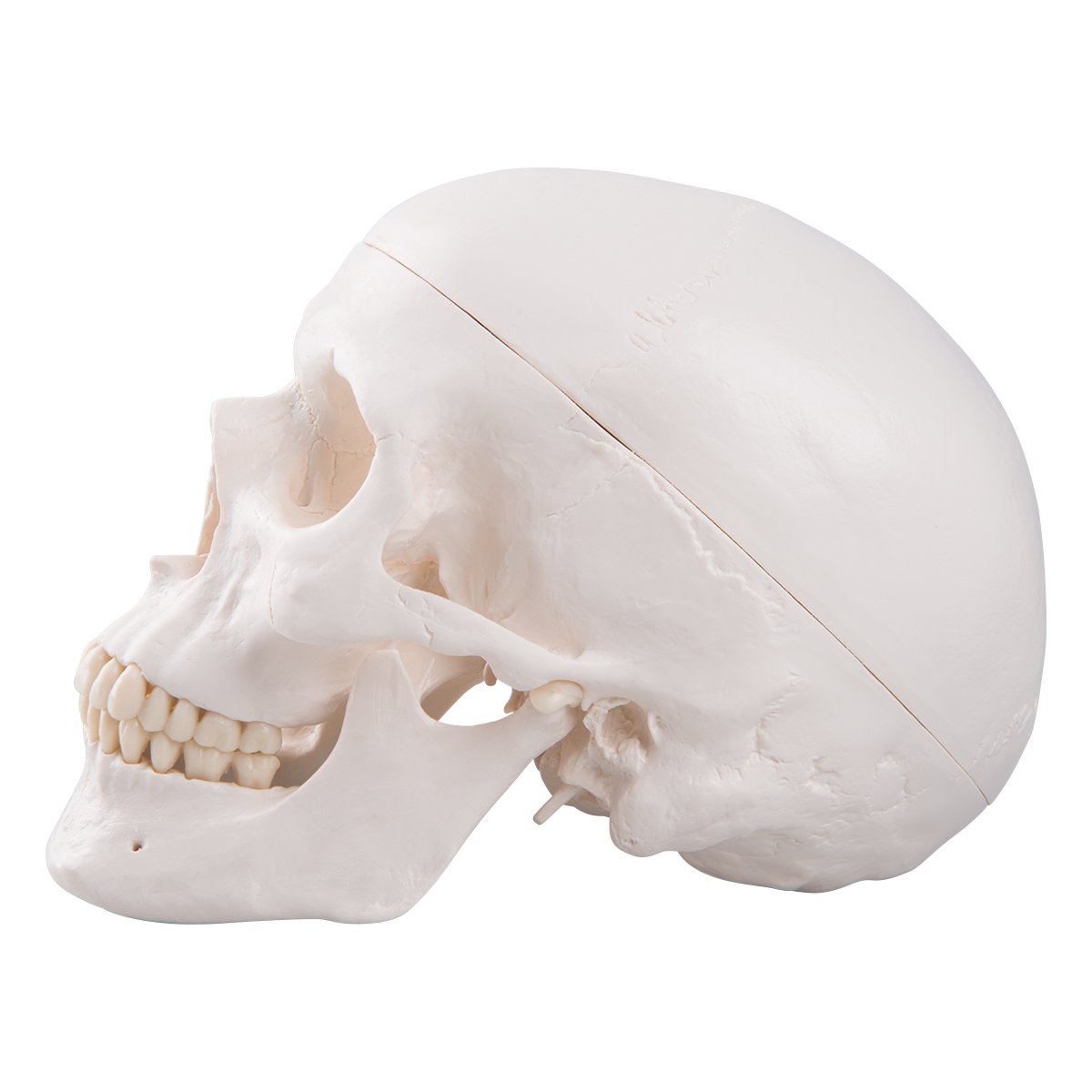 3B Scientific A20 Human Anatomy - Classic Human Skull Model with Magnetic Connections, 3 Part + Free Anatomy Software - 3B Smart Anatomy