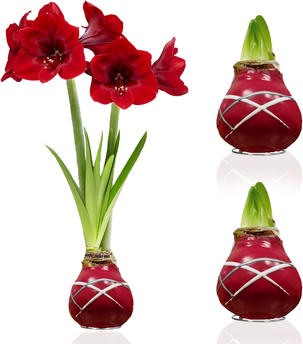 Bulbi di Amaryllis Cera Rosso Striato - 2 Bulbo da Fiore