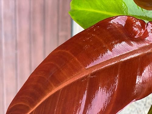 Miniatura 9 de Plowmanii Philodendron - Planta viva en una maceta de 2 pulgadas, planta de interior rara y elegante