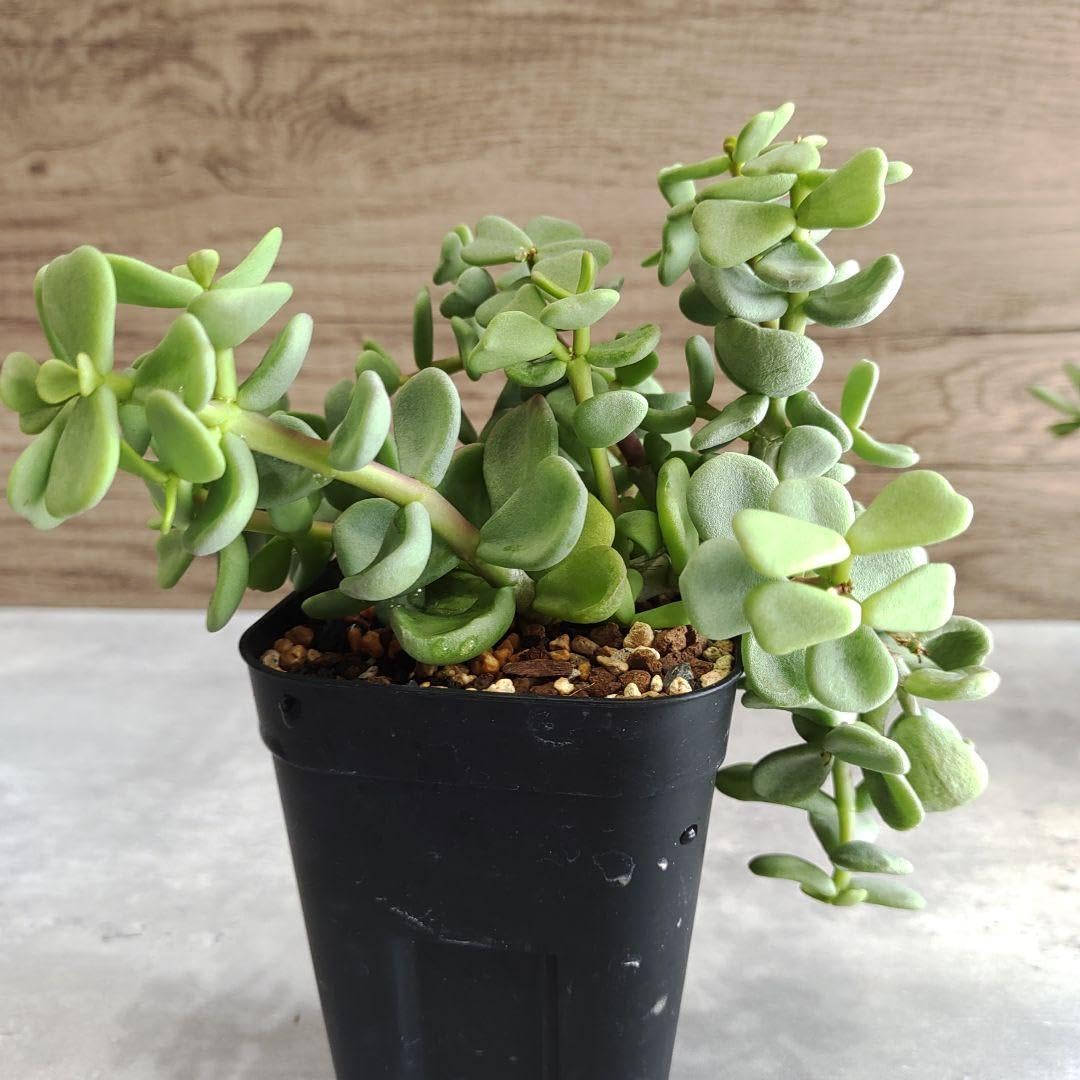 ケラリアピグマエア オスメスセット 【公式通販】