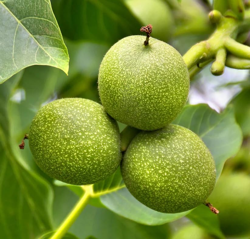 Black Walnut Tree - 10-18' Tall Nut-Bearing Live Plant - Fast Growing Tree Seedling - Juglans nigra