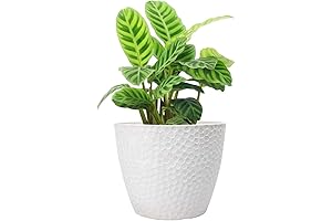 LA JOLIE MUSE 9-Inch Planter: A Plant Haven for Indoor and Outdoor Oasis