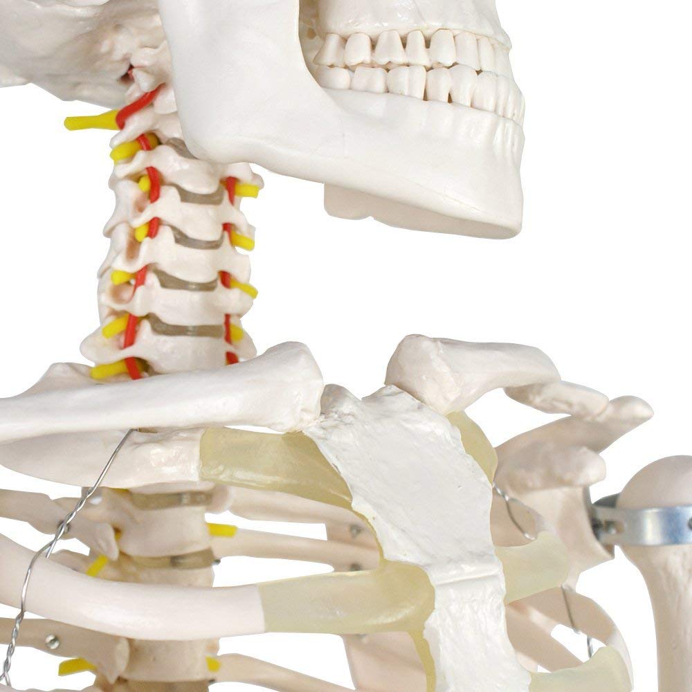 Model szkieletu ludzkiego naturalnej wielkości 170 cm do edukacji anatomicznej – elastyczny szkielet z PCV ze zdejmowaną czaszką, 206 kości, 1 szt.